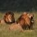 Nambiti Plains Game Lodge - 205309