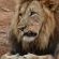 Cheetah Ridge Lodge - 205342
