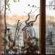 Cheetah Ridge Lodge - 205344