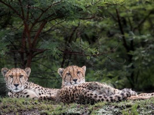 Cheetah Ridge Lodge - 205346