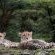 Cheetah Ridge Lodge - 205346
