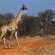 Palala Boutique Game Lodge and Spa - 206362