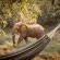 Garonga Safari Camp - 206414