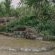 Kokiville Homestead - 206741