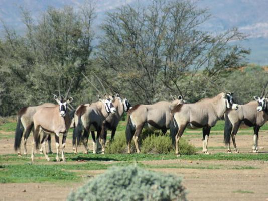 Inverdoorn Game Reserve - 206794