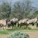 Inverdoorn Game Reserve - 206794