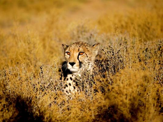 Inverdoorn Game Reserve - 206802
