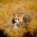 Inverdoorn Game Reserve - 206802