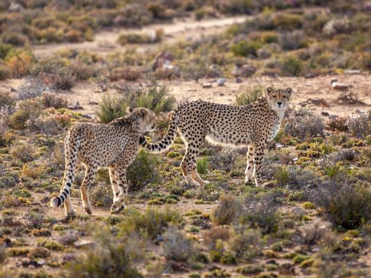 Inverdoorn Game Reserve - 206805