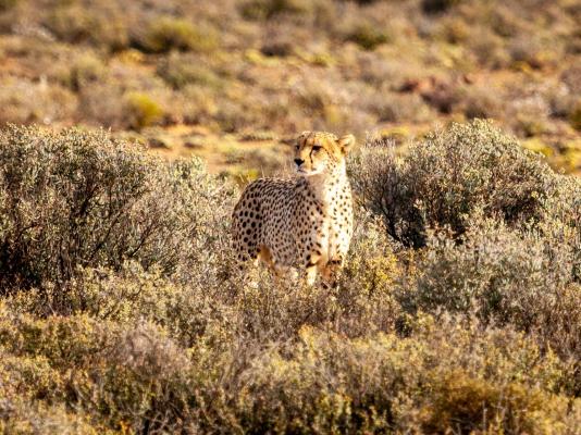 Inverdoorn Game Reserve - 206809