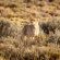 Inverdoorn Game Reserve - 206809