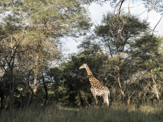 Tzaneen Country Lodge - 207850