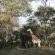 Tzaneen Country Lodge - 207850
