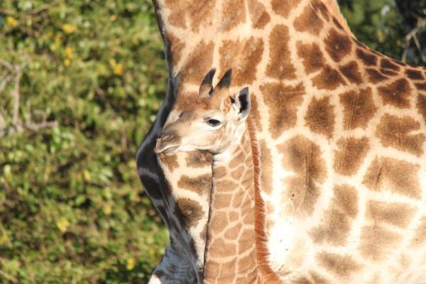 Gooderson Bushlands Game Lodge - 208259