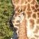 Gooderson Bushlands Game Lodge - 208259