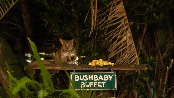 Gooderson Bushlands Game Lodge - 208260