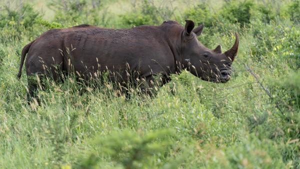 Gooderson Bushlands Game Lodge - 208261