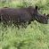 Gooderson Bushlands Game Lodge - 208261