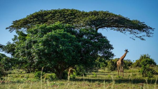 Gooderson Bushlands Game Lodge - 208262