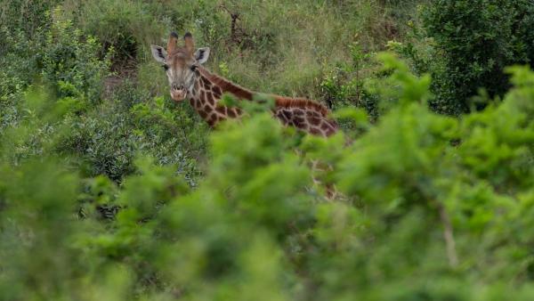 Gooderson Bushlands Game Lodge - 208263