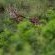 Gooderson Bushlands Game Lodge - 208263