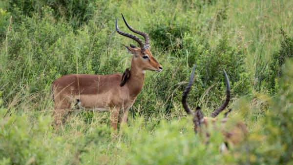 Gooderson Bushlands Game Lodge - 208269