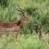 Gooderson Bushlands Game Lodge - 208269