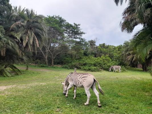 Umlalazi Nature Resort - 208442