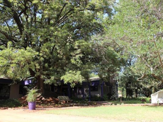 Big Tree B&B - 209497