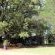 Big Tree B&B - 209497