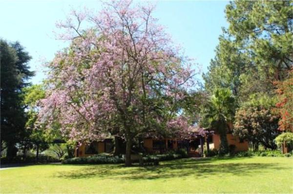 Big Tree B&B - 209501