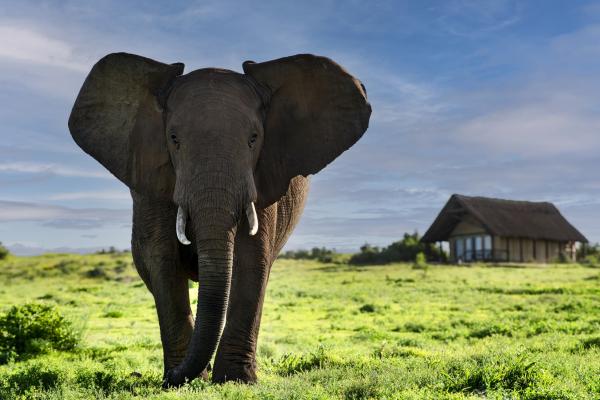 Gorah Elephant Camp - 209982