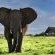 Gorah Elephant Camp - 209982