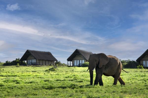 Gorah Elephant Camp - 209995