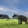 Gorah Elephant Camp - 209995