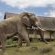 Gorah Elephant Camp - 209998