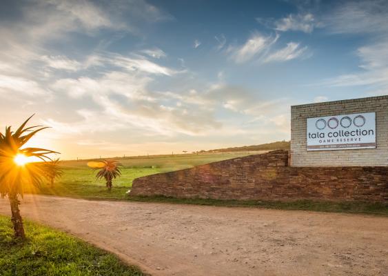 Tala Private Game Reserve - 210043