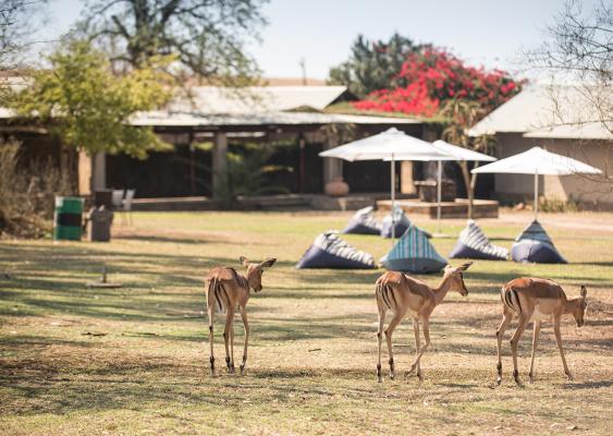 Tala Private Game Reserve - 210047