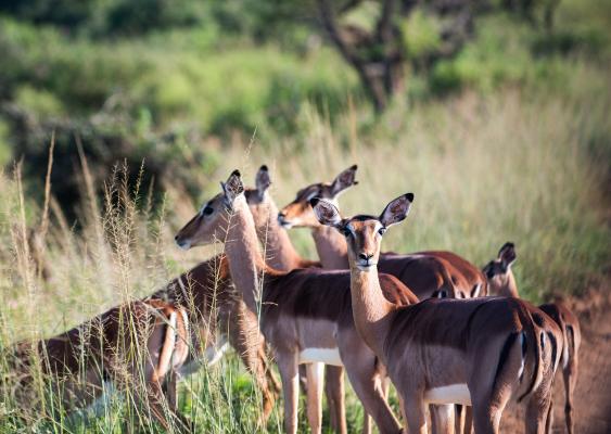 Tala Private Game Reserve - 210081