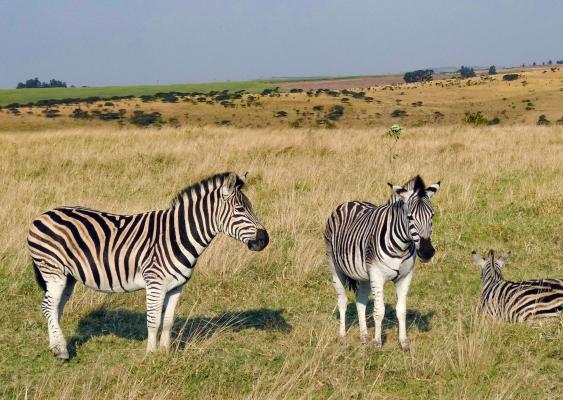 Tala Private Game Reserve - 210082