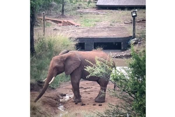 Pilanesberg Private Lodge - 210190