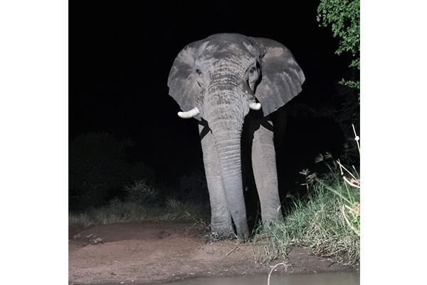 Pilanesberg Private Lodge - 210192