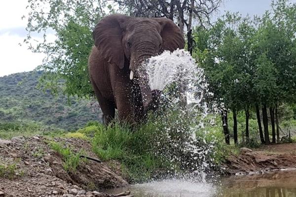 Pilanesberg Private Lodge - 210195