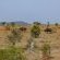 Nare Bush Lodge - 211490