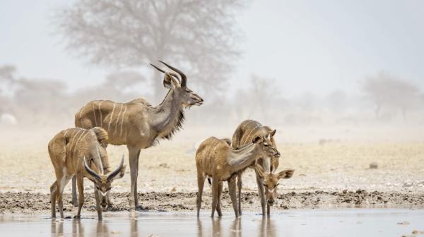 Emanya@Etosha - 212099