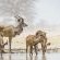 Emanya@Etosha - 212099