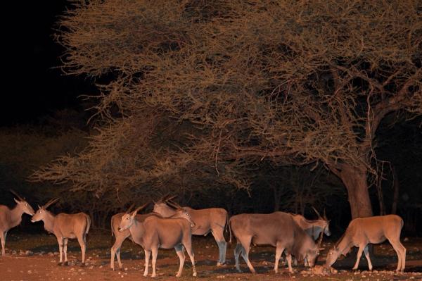 Emanya@Etosha - 212105