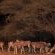 Emanya@Etosha - 212105