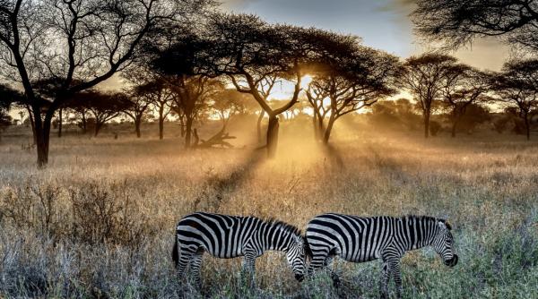 Emanya@Etosha - 212107