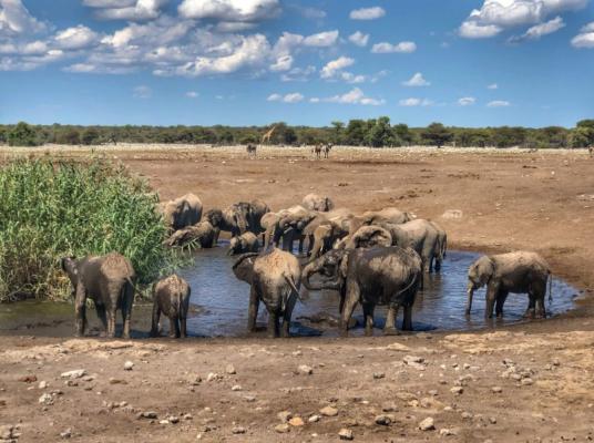 Emanya@Etosha - 212110